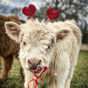 Meet your Posher, Coral